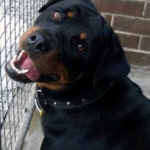 No photo for Roxy