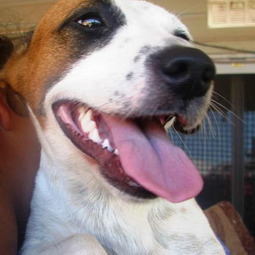 No photo for Suka(d2041)*Adopted*