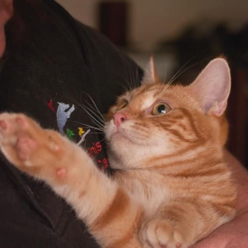 No photo for Mickey Aka Fat Cat