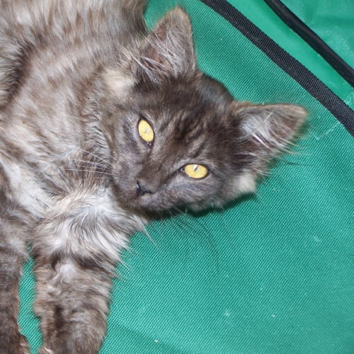 No photo for Chester *Adoption Pending*