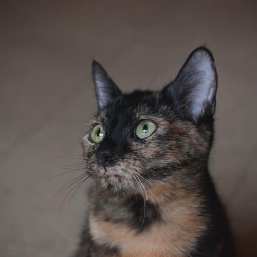 No photo for Mimmy Aka 'Tc' (Tiny Cat)
