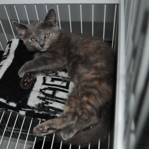 Grumbles - No Longer Available - Adopted