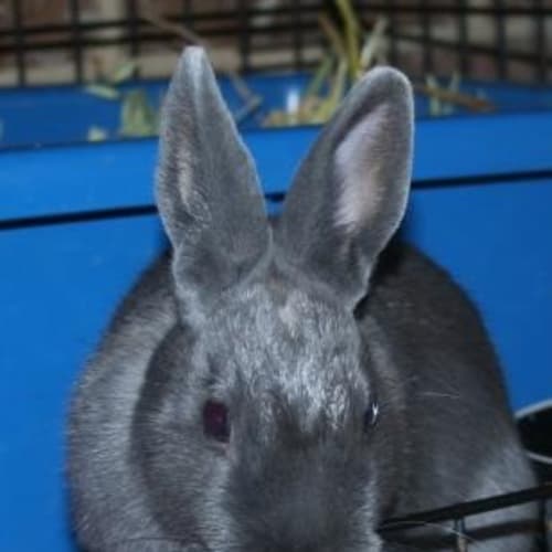 No photo for Hermonie