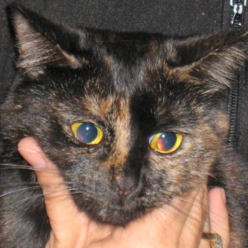 No photo for Gypsy