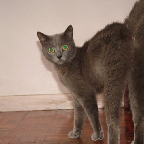 No photo for Lexie (Adoption Pending)