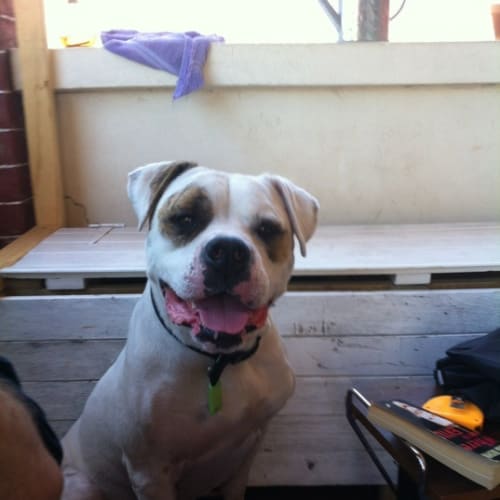No photo for Urgent Foster For 5 Days Only From 5th Feb