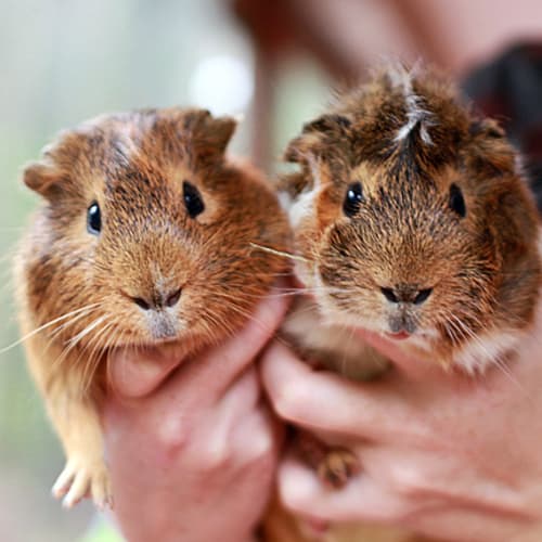 No photo for Charlie And Whiskers!