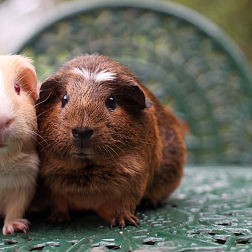 No photo for Daisy And Caramella