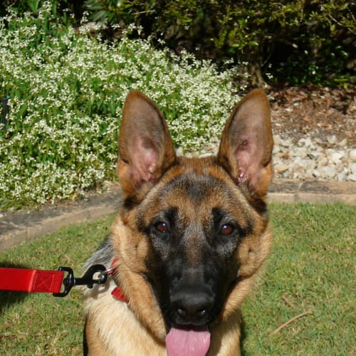 No photo for Ellie **On Trial**