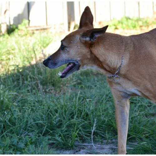 No photo for Rusty **Adoption In Progress**