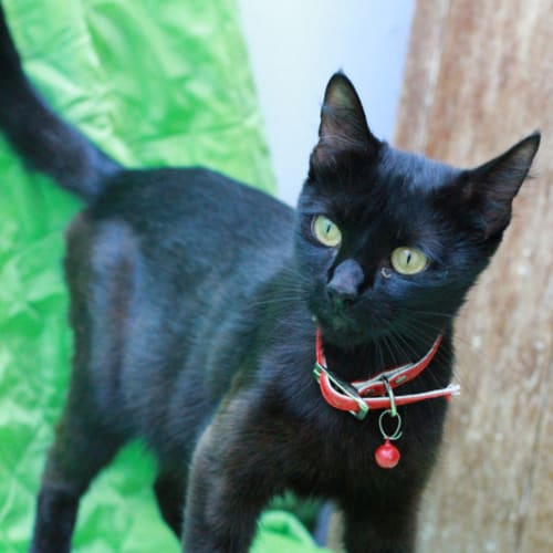 No photo for Pound Cats | Alexa