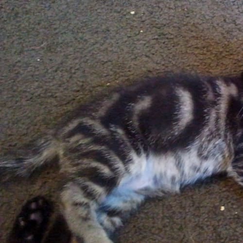No photo for **On Trial With My New Family** Hemi