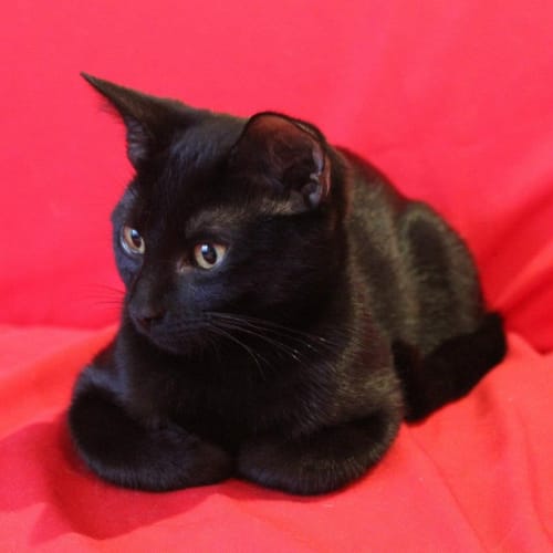No photo for Noire *Adoption Pending*