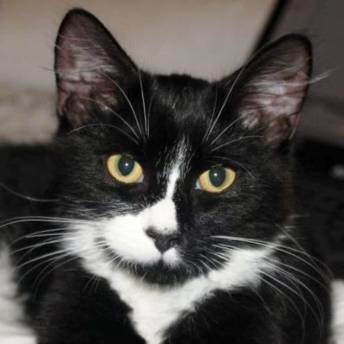 No photo for Fluff *Adoption Pending*