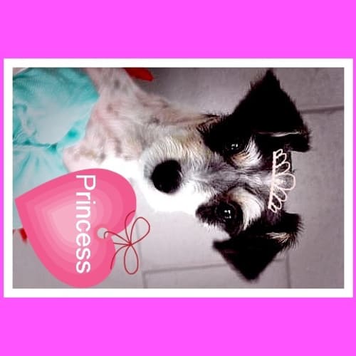 No photo for Princess 