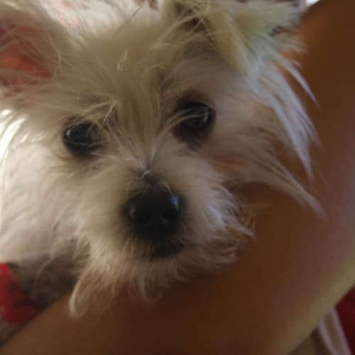 No photo for Pixie *On Trial*
