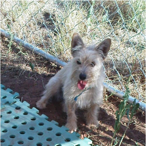 No photo for Emmaline  (Rehomed)