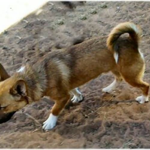 No photo for Byron.. (Rehomed)