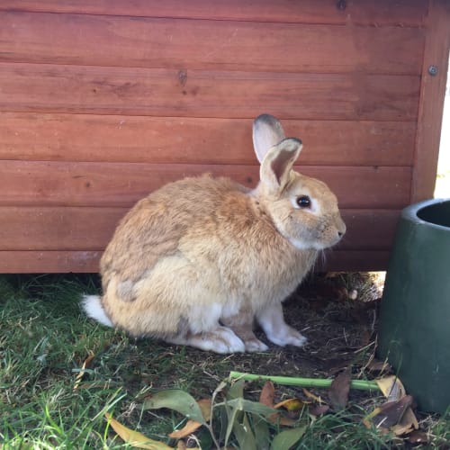 Thumper