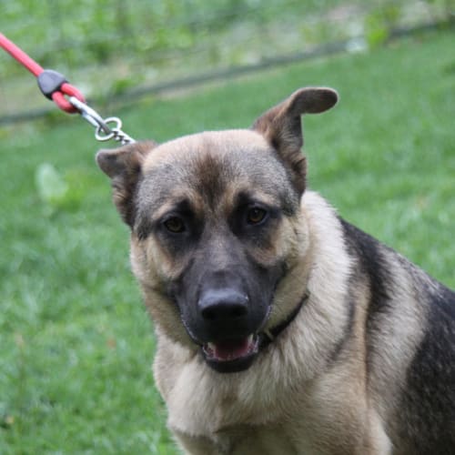 No photo for Rex   Urgent Home Needed!