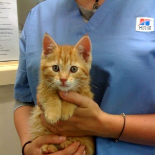 Jemima *Adoption Pending*