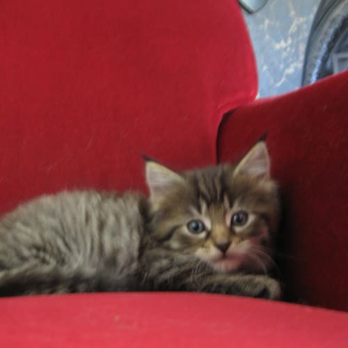 Alfie *Adoption Pending*