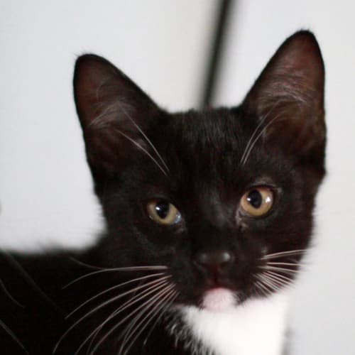 No photo for Axel (Mr Tux)