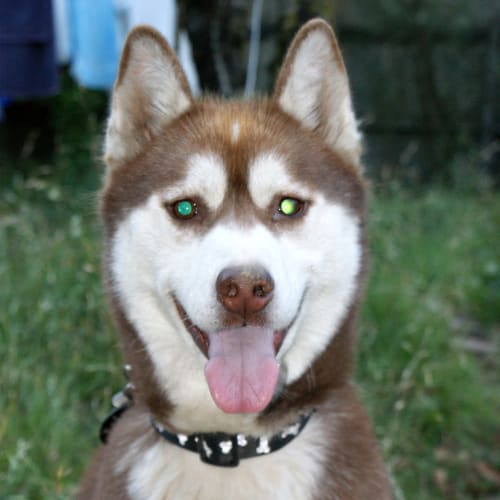No photo for Nanook
