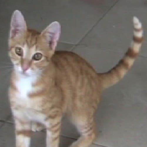 No photo for Ginger