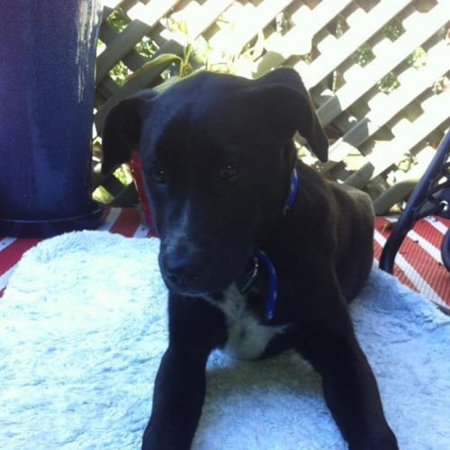 No photo for Koda (Adoption Pending)