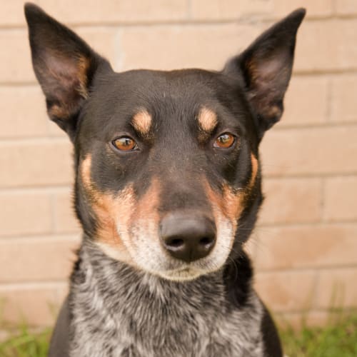 No photo for Harry   Dog Id 5569
