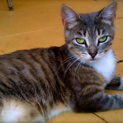 No photo for Mischa (Foster Carer Needed)