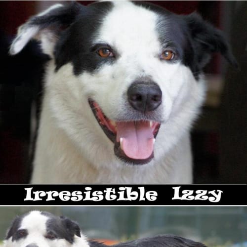 Izzy