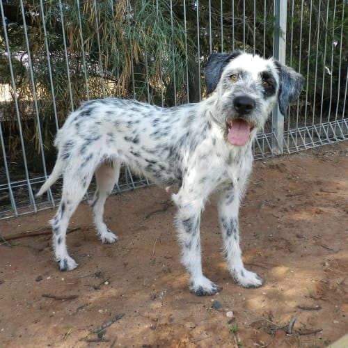 Alice **Adopted**
