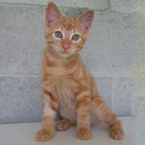 Milo