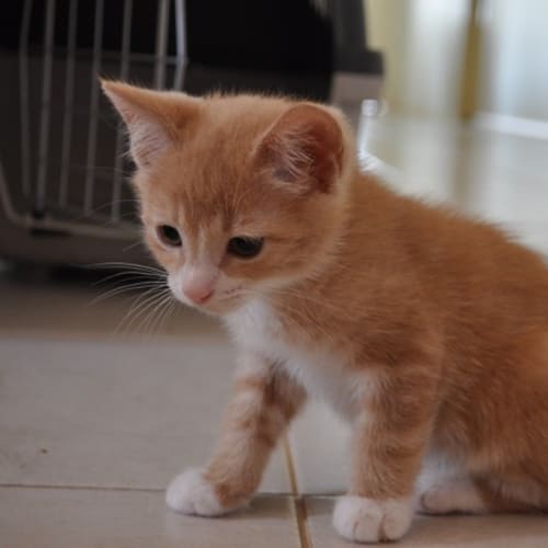 Bilbo