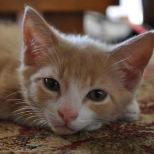 Frodo