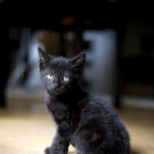Salem