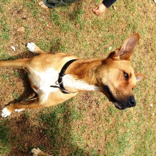 No photo for Bailey   Adoption Pending
