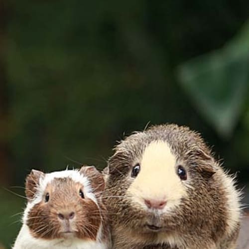 No photo for Kricket And Barnaby