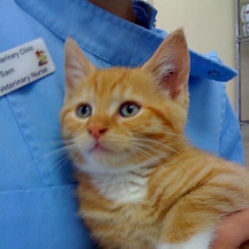 Diego *Adoption Pending*