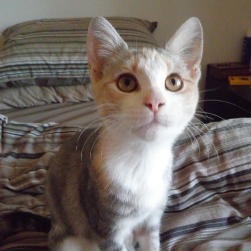 Tilly