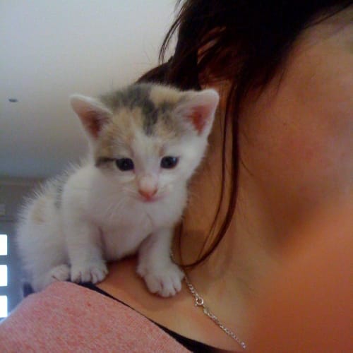 Buttons * Adoption Pending*