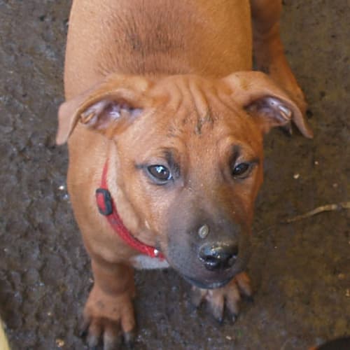 Dane - Adoption Pending