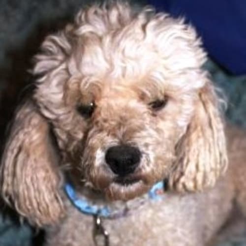 No photo for Marley