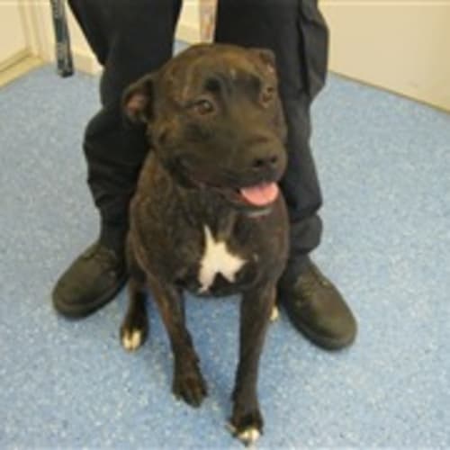 No photo for Sweet Girl In Pound Foster Carer Needed
