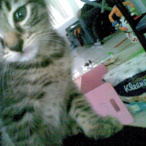 No photo for Zeus