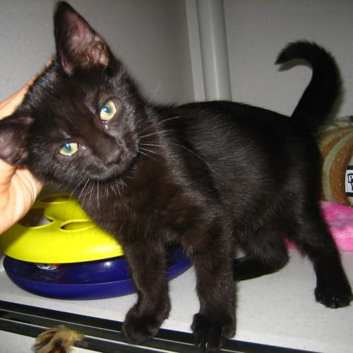 No photo for Charcoal: Adopt A Cat Month Special $120