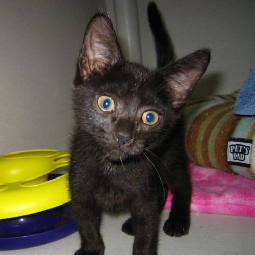 No photo for Slate: Adopt A Cat Month Special $120