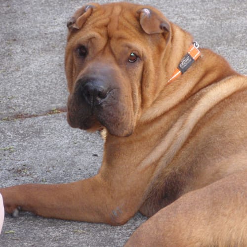 No photo for Redman   On Trial